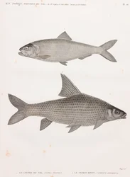 Nile Clupeid and Cyprinid