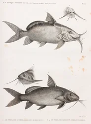 The Pimelode Guemel & The Pimelode Scheilan