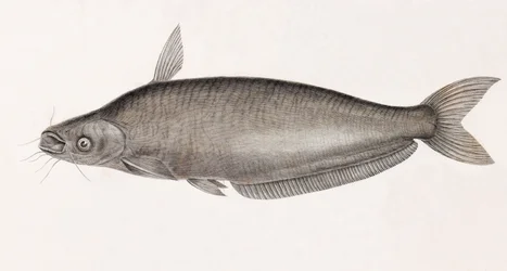 Schilbe Catfish
