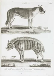 The Wolf and the Striped Hyena and Cantharis Insects