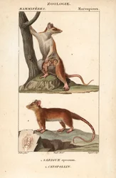 The Opossum and the Cayopollin