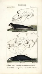 The Hooded Stematope and the Elephant Seal