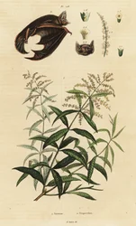 Lemon Verbena and Parti-Coloured Bat