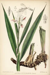 Lesser Galangal, Alpinia Officinarum