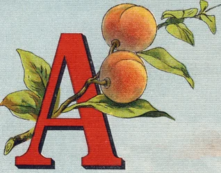 Letter A: apricot