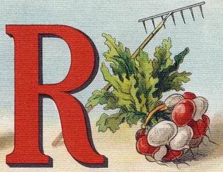 Letter R: rake, radish