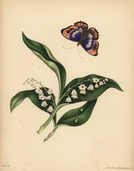 Lilies of the Valley, Convallaria majalis, Purity and return of happiness; The purple Emperor Butterfly, Apatura iris, Immortality of the soul