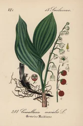 Lily of the valley, Convallaria majalis. Handcoloured lithograph from Diederich von Schlechtendal