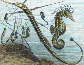 Living in the Sea