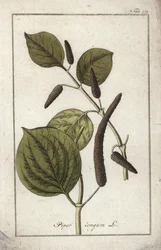 Long Pepper Dish, Piper longum