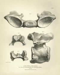Lumbar vertebra of Macrauchenia, a prehistoric animal, found by Charles Darwin during his exploration journey aboard the Beagle. The Zoology of the voyage of H.M.S. Beagle under the command of Captain Fitzroy during the years 1832 to 1836