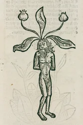 Mandrake