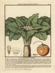 Mandrake, Mandragora Officinarum