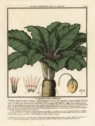 Mandrake, Mandragora officinarum