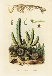 Mantis shrimp, star flower and beetle