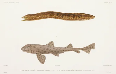 Marbled moray eel and shark