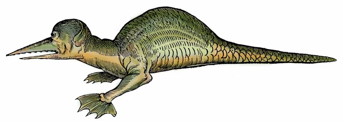 Marine dragon (Draco marinus), xylography taken from Paralipomena accuratissima historiae omnium animalium quae in voluminibus Aldrovandi desiderantur by Bartholomaeus Ambrosinus