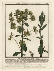 Marsh spurge