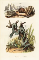 Martinican Pit Viper and Extinct Trilobites