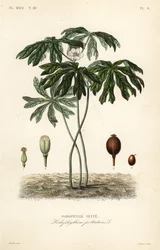 Mayapple or American mandrake, Podophyllum peltatum