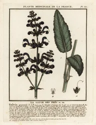 Meadow clary, Salvia pratensis
