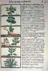 Medicinal plants, text in Nahuatl, facsimile of manuscript General History of Things of New Spain, also known as Florentine Codex, by Bernardino de Sahagun