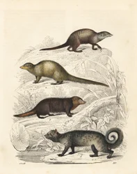 Meerkat, Indian Grey Mongoose, Common Kusimanse, and Asian Palm Civet. Handcoloured Lithograph from Carl Hoffmann