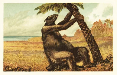 Megatherium Americanum Pulling on a Palm Tree