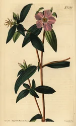 Melastoma osbeckioides
