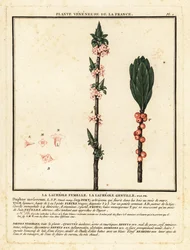 Mezereon, Daphne mezereum