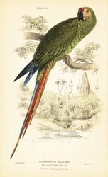 Military Macaw, Ara Militaris 1889