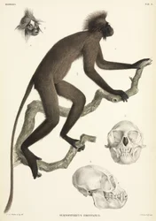 Monkey and skull details, Sumatra, Indonesia