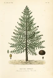 Monkey puzzle tree or Chilean pine