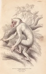 Moor macaque, Macaca maura (Macacus maimon brachyurus). White maimon, believed to be an albino juvenile. Hand-coloured steel engraving by Lizars after an illustration by Charles Hamilton Smith from William Jardine