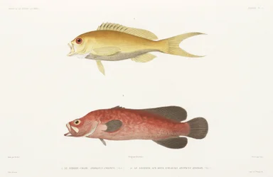 Mottled Soapfish and Ruby Anthias