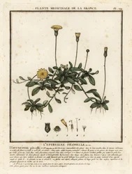 Mouse-ear Hawkweed, Pilosella Officinarum