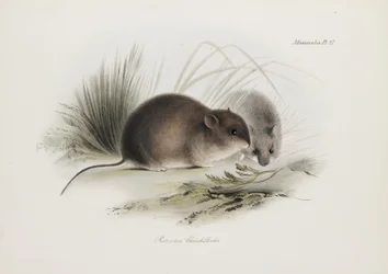 Mouse, Tierra del Fuego, South America, c. 1832-1836