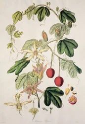 Murucuja Baueri / Passion Flower