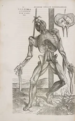 Front view of the deeper muscles of the male human body