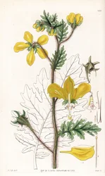 Nasa Urens (Hispid Loasa)