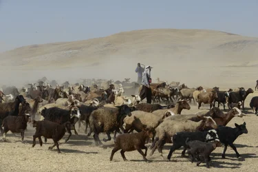 Nomadic Tents Between Tamar and Ashkhaneh, Iran 2022
