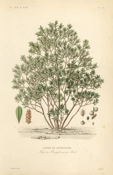 Northern bayberry