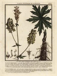 Northern wolf’s-bane, Aconitum lycoctonum