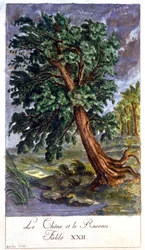 Oak and Reed