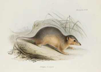 Opossum, c. 1832-1836