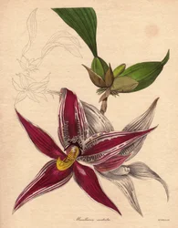 Orchid variety, Paphinia (Maxillaria) cristata, endemic species in northern South America. Illustration by Augusta Innes Withers