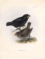 Ornithology: Geospiza strenua or geospize Description of a passerine by Charles Darwin observed during his expedition aboard the Beagle. Plate from The zoology of the voyage of H.M.S. Beagle. Flight. III, Birds described by John Gould