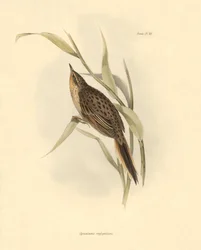 Ornithology: Synallaxis rufogularis described by Charles Darwin during his expedition aboard the Beagle. Plate from The zoology of the voyage of H.M.S. Beagle. Flight. III, Birds described by John Gould, with notice of their habits by Charles Darwin