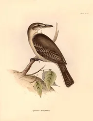 Ornithology: The 