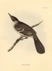 Ornithology: The Mimus parnilus of the mockers family described by Charles Darwin during his exploration journey aboard the Beagle. Plate from The Zoology of the voyage of H.M.S. Beagle under the command of Captain Fitzroy during the years 1832 to 1836